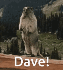 Marmot Marmot Scream GIF - Marmot Marmot Scream Dave GIFs