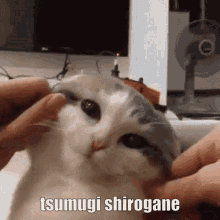 tsumugi shirogane tsumugi shirogane danganronpa cat danganronpa