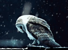 Owl Snowing GIF - Owl Snowing Snow GIFs