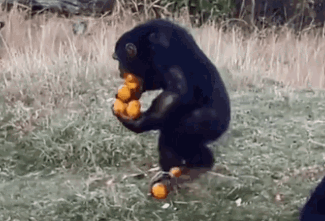 oranges-monkey.gif