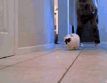 Cat Run GIF - Cat Run Omg GIFs