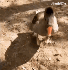 Chasing The Pet Collective GIF - Chasing The Pet Collective Duck GIFs