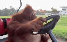 Monkey Ape GIF - Monkey Ape Monkey Driving GIFs