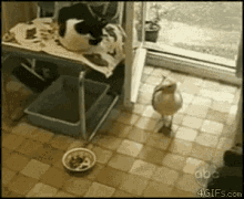 [Image: funny-animals-ill-take-this-to-go.gif]