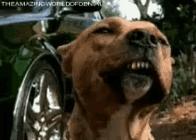 Dog Sharp Teeth GIF - Dog Sharp Teeth Smile GIFs