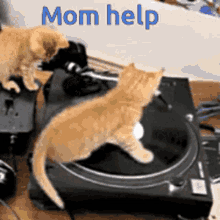 yooo mom help cat spinning music disc disc