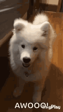 Samoyed Dog Shoobie GIF - Samoyed Dog Shoobie Awoo GIFs