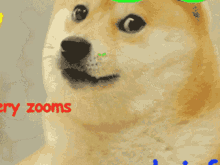 Doge Zoom GIF - Doge Zoom GIFs