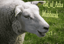 Daging Kambing GIF - Kambing Domba Idul Adha GIFs