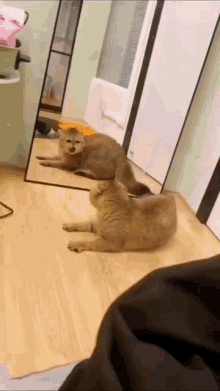 Silly Cat GIF - Silly Cat Cats GIFs