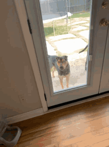 cute doggie wag cute doggie wag