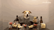 dog the pet collective drinking chilling unwind