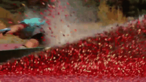 Wakeboarding A Cranberry Bog GIF - Cranberry Wakeboarding Extereme Sports GIFs