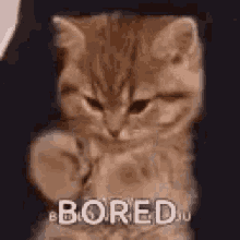 Bored Cute Cat GIF - Bored Cute Cat Lonely GIFs