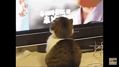cat-caught.gif