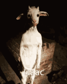 Standing_goat GIF - Standing_goat Goat GIFs