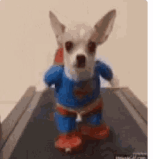 Superdog Treadmill GIF - Superdog Treadmill Exercise GIFs