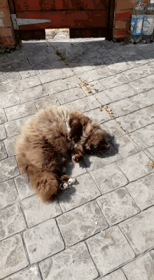 Roll Over Cat GIF - Roll Over Roll Cat GIFs