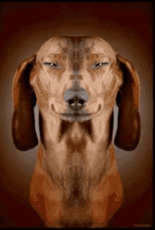 Silly Dog Funny Faces GIF - Silly Dog Funny Faces Snapchat Mirror Filter GIFs