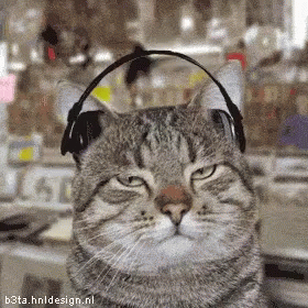 Cats Listening GIF - Cats Listening Music - Discover & Share GIFs