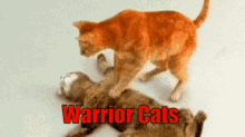 Warriors Warrior Cats GIF - Warriors Warrior Cats Cats GIFs