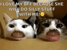 Cats Funny GIF - Cats Funny Teeth GIFs