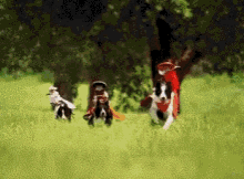 sombrero field