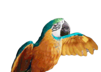Macaw Parrot Sticker - Macaw Parrot Bird Stickers