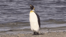 Penguin Walk Away GIF - Penguin Walk Away Disappear GIFs