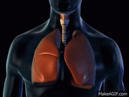Lungs Breathing GIFs | Tenor