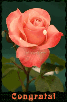 Congrats Rose GIF - Congrats Rose Rose Petals GIFs