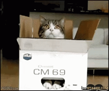 Cat Box GIF - Cat Box Hide - Discover & Share GIFs