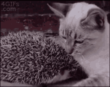 funny animals kitty hedgehog cuddles