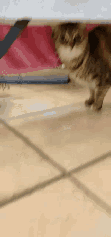 Plume Venere Cat GIF - Plume Venere Cat Cute GIFs