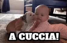Cuccia A Cuccia Cane Cucciolo Bimbo Bambino Neonato Baci Bacetti Vai A Cuccia Basta Fermo GIF - Sit Doggo Good Puppy GIFs