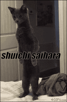 Danganronpa Kitten GIF - Danganronpa Kitten Shuichi GIFs