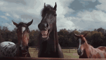 Horses Laughing GIF - Horses Laughing Laugh GIFs