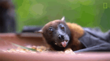 Eating Why Bats Arent As Scary As You Think GIF - Eating Why Bats Arent As Scary As You Think Fruit Bats GIFs