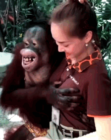 gif mono cabreado - Página 4 Orangutan-monkey