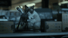 Shooting The Place Up - Grumpy Cat GIF - Grumpy Cat Tarder Sauce Tarder The Cat GIFs