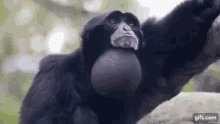 Gorila Griton GIF - Gorila Griton GIFs