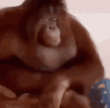 Monkey Orangutan GIF - Monkey Orangutan Ranga GIFs