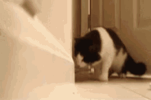 Cat Wtf GIF - Cat Wtf Door Stopper GIFs