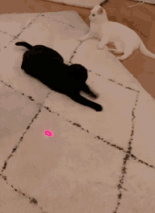 chase cat chase laser chasing gimme