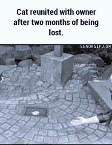 Cats Reunited With Owner GIF - Cats Reunited With Owner After Two Months Of Being Lost GIFs
