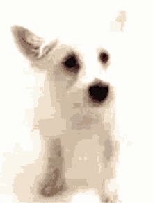 Window Licker Dogs GIF - Window Licker Dogs Pet GIFs