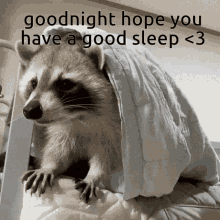 Goodnight Sleep GIF - Goodnight Sleep Raccoon GIFs