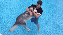 pool dog
