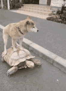 Dog Turtle GIF - Dog Turtle Walking GIFs