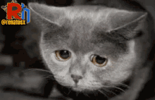 Que Triste Gato GIF - Que Triste Gato Triste GIFs